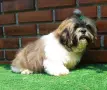 Женско     шитцу, снимка 12