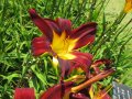 Цветя Хемерокалис – разсад за пролетно засаждане, снимка 13