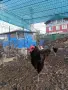 Продавам млади петли, снимка 3