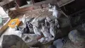 Продавам Гълъби Арабски Смеячи, снимка 5