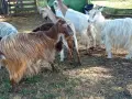 свободни 6 кози + 2 ярета , снимка 3