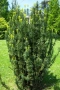 Тис, Taxus baccata, студоустойчив , снимка 1