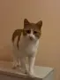 Мъжка кастрирана котка, снимка 1