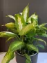 Дифенбафия 'Камила'/Dieffenbachia 'Camilla', снимка 2