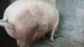 Прасе голямо българска бяла спешно., снимка 2