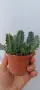Huernia zebrina, снимка 3