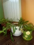 Коледничета в големи керамични саксии , снимка 4