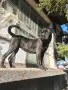 Cane Corso / Кане Корсо две женски, снимка 1