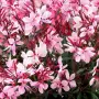 Гаура (Gaura lindheimeri), снимка 6