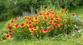 Продавам цветя Гайлардия – разсад за пролетно засаждане в градината, различни цветове, снимка 6