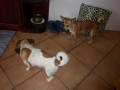 Малки кученца., снимка 1 - Джак ръсел териер - 44637026