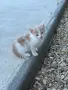 Подаряваме прекрасни малки котенца, снимка 10