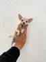 Чихуахуа Chihuahua mini, снимка 4