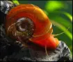 Европейска физа, фисела (Physella acuta) - водни охлюви за аквариум или градинско езеро, снимка 4