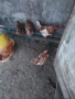 Продавам кокошки носачки петли пуйки пуяци неми патици , снимка 4