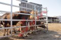 Прегради за крави HF 4, снимка 10