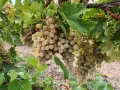 Бяло грозде Кайлъшки мискет, снимка 2