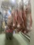 Продавам кланични агнета с тегло 14-20кг. , снимка 5