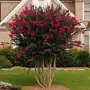 Lagerstroemia Best red(Лагерстремия Най-добро червено), снимка 2
