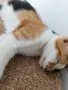 Подарявам малко котенце/ Kleine Katze zu verschenken, снимка 3