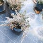 Хвойна Блу Чип, Juniperus hor. Blue Chip , снимка 10