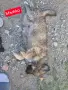 Продавам 3 мъжки 3 женски много добри кученца за двор да ви пазият , снимка 5