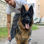 Елитни Немски Овчарки , снимка 5
