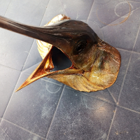 Препарирана глава на риба Меч , снимка 2 - Екипировка - 44589576