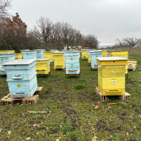 Продавам пчелни семейства с многокорпусен кошери, снимка 5 - За пчели - 44828345