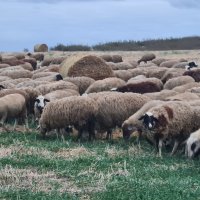 Продавам 300 овце под селекция , снимка 4 - Овце - 42224213