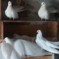 Гълъби Старозагорски бели , снимка 3 - Гълъби - 36946110