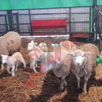 Хранилка за концентриран фураж (за овце), снимка 6 - За селскостопански - 34655335