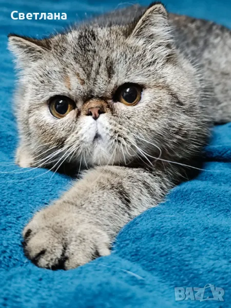 Екзотично късокосместо женско коте 🐈, снимка 1