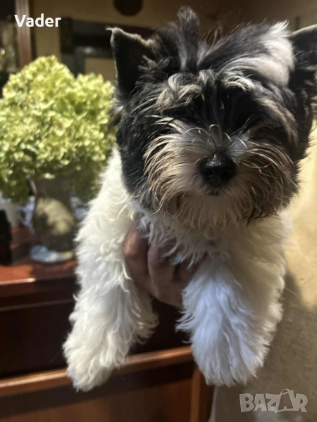 Бивер териери, снимка 1