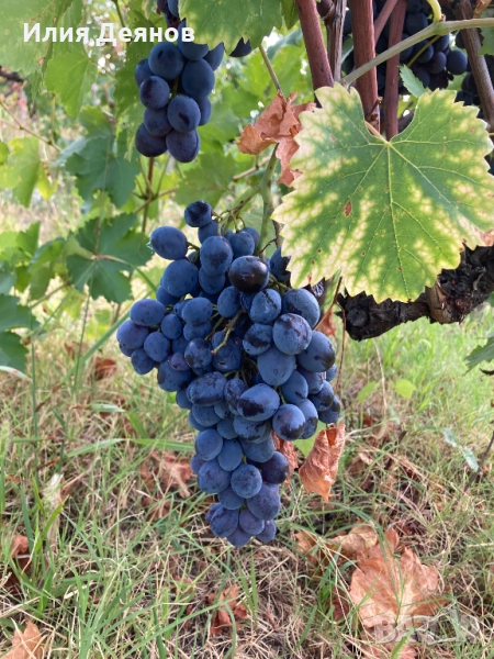Продавам грозде за ракия, снимка 1