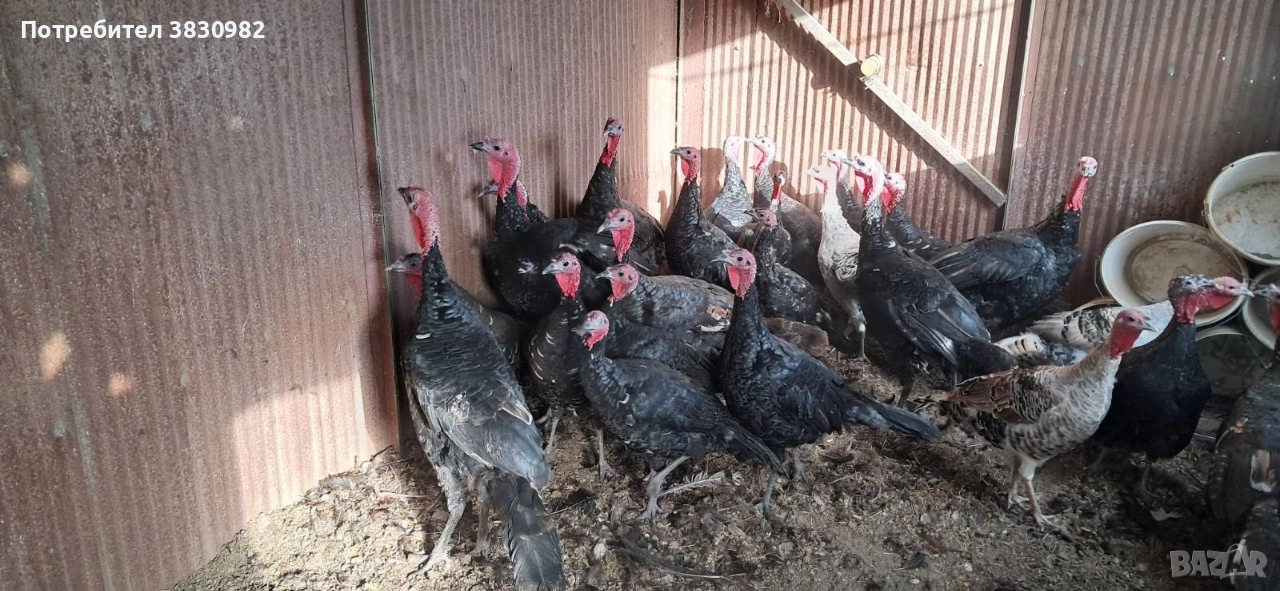 Пуйки- Пуяци, снимка 1