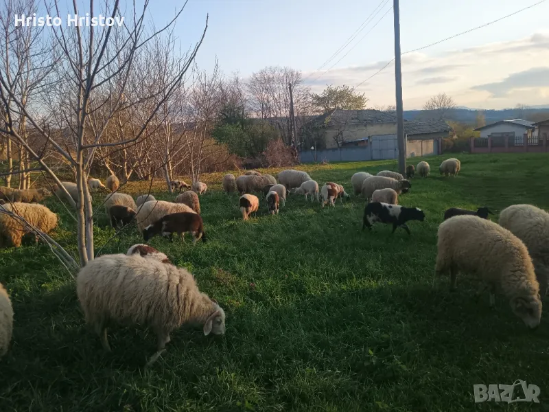 Агнета, снимка 1