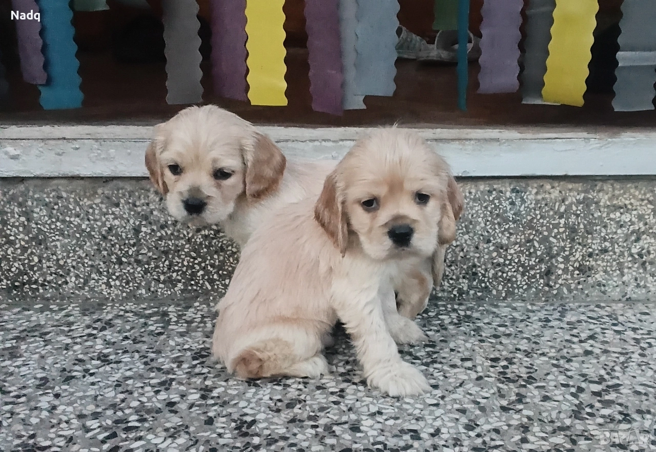 Кокер шпаньол Страхотни , снимка 1