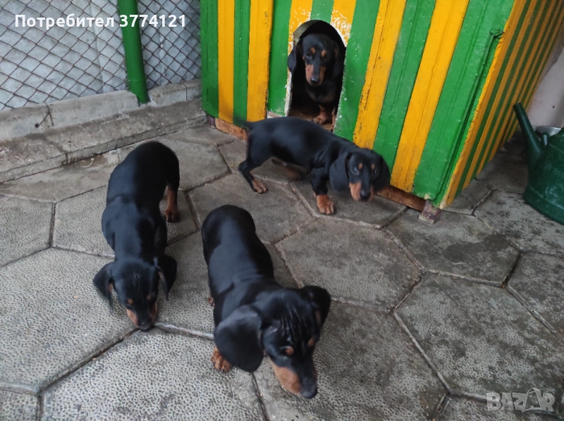 Стандартни дакели , снимка 1