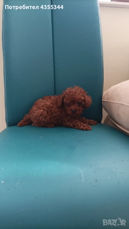 Той пудел, снимка 1