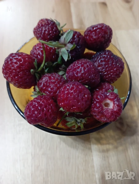 Ягоди сорт Мице Шиндлер, снимка 1