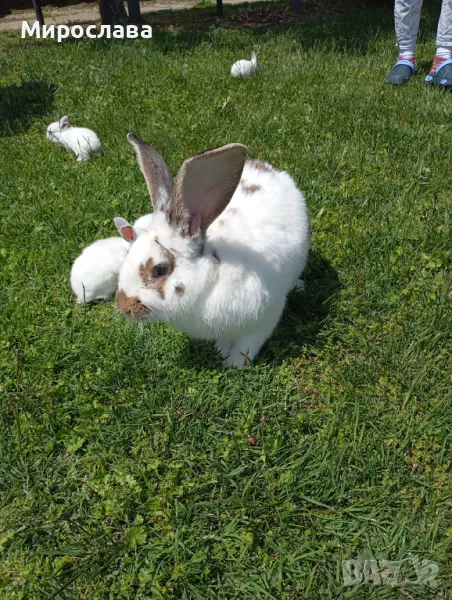 Продавам зайци, снимка 1