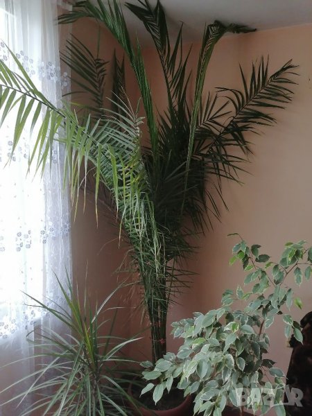 Финикова палма над 3 метра, снимка 1
