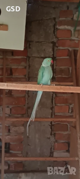 продавам папагали малък александър, снимка 1