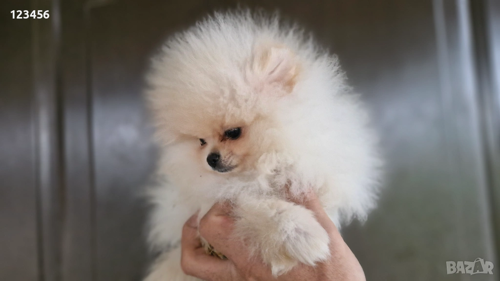 Померан , снимка 1