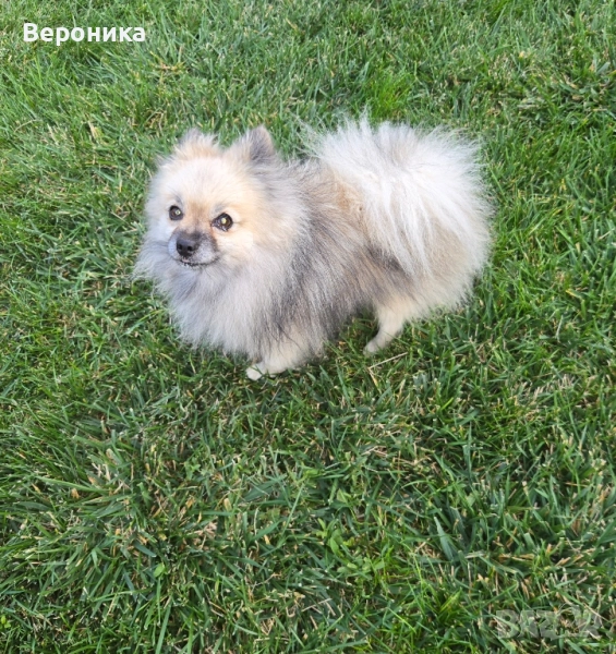 померан момче 1.900кг, снимка 1