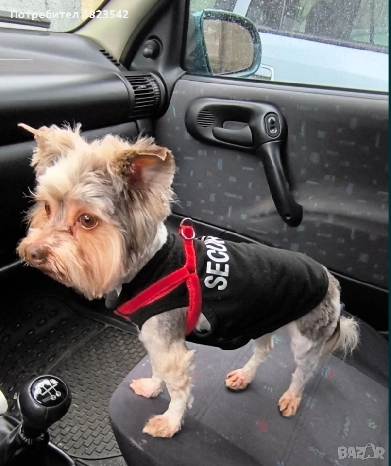 Йоркширски териер /бивер/, снимка 1