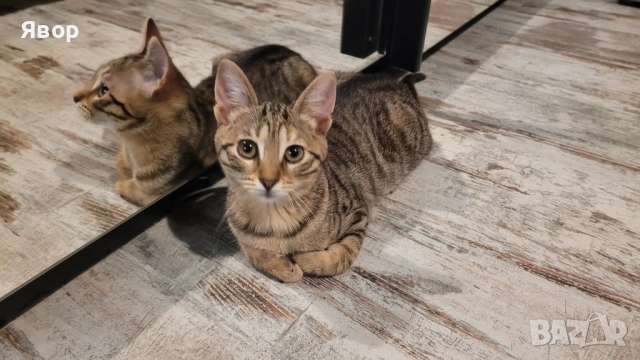 Подарявам малко котенце 