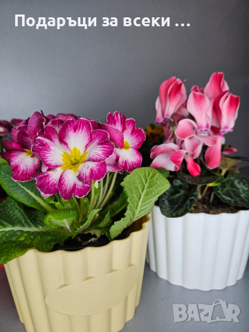 10 броя цветни кашпи само за 9.90!! Цветни кашпи  за цветя, орхидеи, снимка 4 - Саксии и кашпи - 44600365