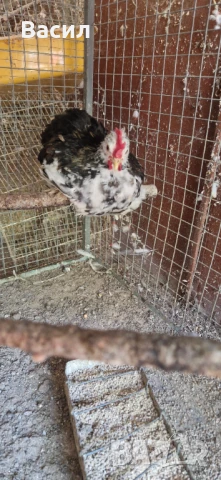 Млади петлета , снимка 3 - други­ - 51004870